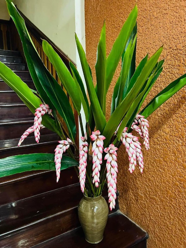 Loại hoa tượng trưng cho sự may mắn đủ đầy, sau Tết chị em thi nhau mua ...