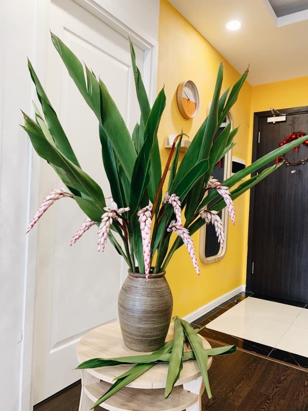 Loại hoa tượng trưng cho sự may mắn đủ đầy, sau Tết chị em thi nhau mua ...