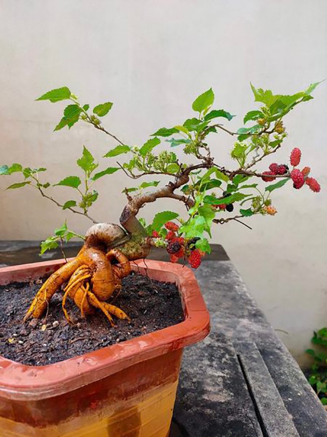 Cây mọc bờ bụi ở quê lên chậu thành bonsai giá tiền triệu, trưng trong nhà vừa đẹp lại có ý nghĩa về phong thủy - 2