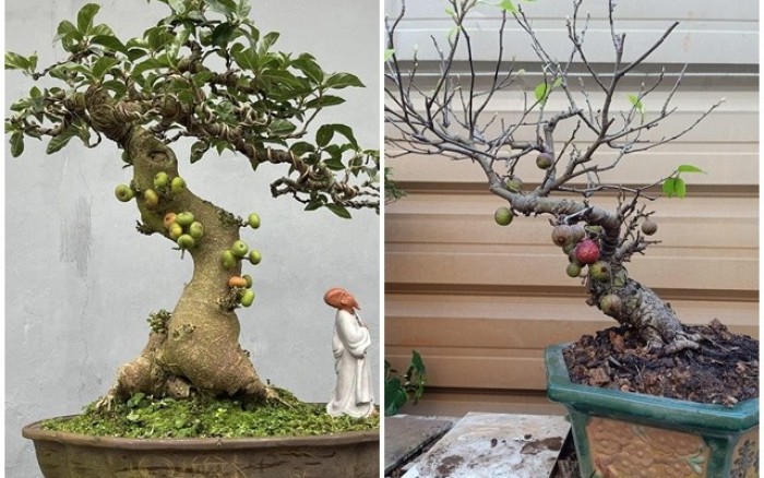 Cây làm cảnh trước nhà nay lên chậu thành bonsai giá tới vài chục triệu/chậu, được ưa chuộng vì có ý nghĩa về phong thủy