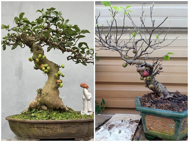 Nghề trồng sung bonsai đang đem lại nhiều lợi nhuận cho người trồng cây cảnh.