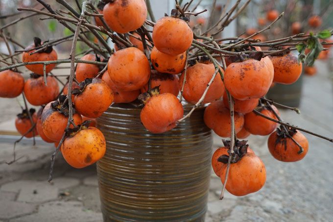 Cành quả mang lại may mắn được bán sau Tết: Quả ủ rũ héo quắt vẫn hét tiền triệu, chủ quyết không giảm giá - 4