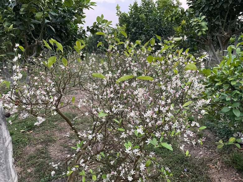 Loại cây cho hoa thơm ngát, cả lá và quả đều dùng được, trồng một cây trước nhà sẽ mang lại tài lộc - 3