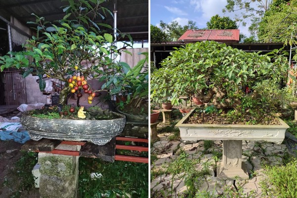 Cây làm cảnh trước nhà nay amp;#34;lên chậuamp;#34; thành bonsai giá tới vài chục triệu/chậu, được ưa chuộng vì có ý nghĩa về phong thủy - 1