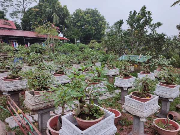 Cây làm cảnh trước nhà nay amp;#34;lên chậuamp;#34; thành bonsai giá tới vài chục triệu/chậu, được ưa chuộng vì có ý nghĩa về phong thủy - 3