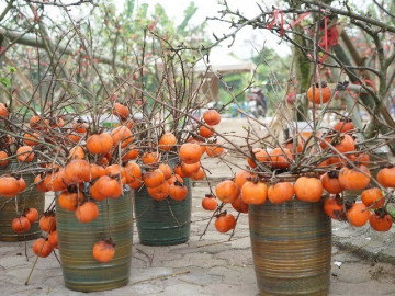 Cành quả mang lại may mắn được bán sau Tết: Quả ủ rũ héo quắt vẫn hét tiền triệu, chủ quyết không giảm giá