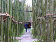 Lifestyle - Khám phá rừng trúc thu nhỏ mới lạ giữa lòng Hà Nội