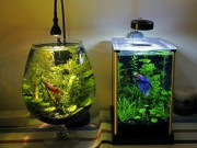 Lifestyle - Giới trẻ tập tành "chơi" bể thủy sinh: Chi phí siêu rẻ chỉ từ 250k, có ngay bể thủy sinh mini đẹp như ý