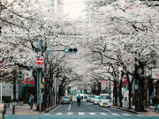 Lifestyle - Đến Nhật Bản ngắm hoa anh đào cần lưu ý điều gì?