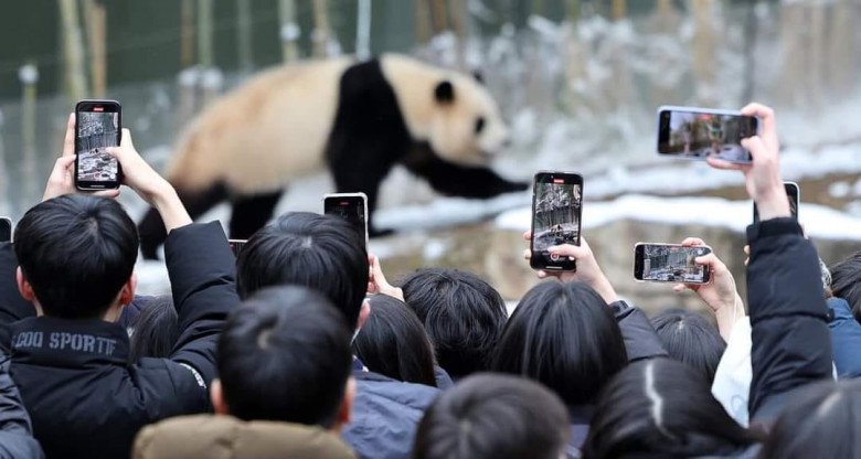 Lượng người xếp hàng vào xem Fubao tăng mạnh trong những ngày cuối cùng bé được ra tiếp khách, đẩy thời gian chờ lên tận 6-7 tiếng.