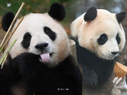 Điều đặc biệt về Fubao - bé gấu trúc khiến cả nghìn người khóc khi trở về Trung Quốc