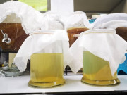 Sức khỏe - Loại nước bán đầy ở vỉa hè nhưng lại cực sạch và bổ dưỡng, kết hợp với mật ong tác dụng được nhân đôi