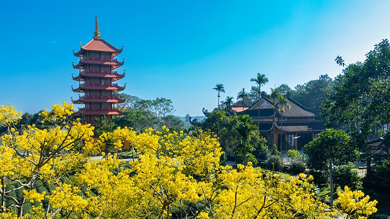 Khi đến với thành phố Bảo Lộc vào những ngày xuân, du khách dễ dàng bắt gặp những tán hoa rực sắc vàng, rộ nở dọc những con đường trà.
