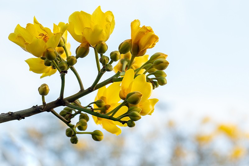 Vòng đời của hoa phượng vàng tuy không quá dài, nhưng mỗi khi đến mùa, những tán hoa rực rỡ "khoe" trọn sắc vàng, đủ để khiến bao tâm hồn ngẩn ngơ.
