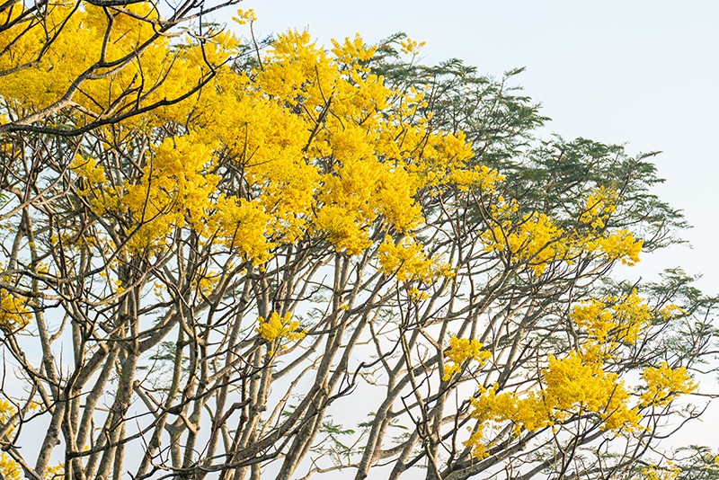 Những tán hoa rực màu nắng ấy chính là hoa phượng vàng, còn có tên gọi khác là hoa Phật Y.
