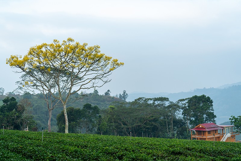Giữa những vườn trà xanh mát của xứ sở Bảo Lộc mộng mơ, những cây phượng vàng trổ bông, điểm xuyến thêm sắc vàng, tạo nên bức tranh mùa xuân thi vị.
