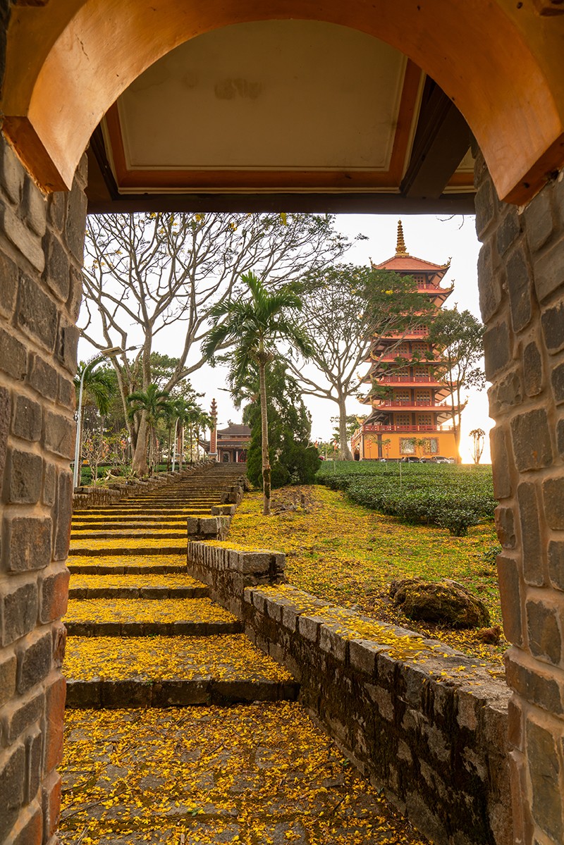 Dọc trên bậc thang lên tu viện, từ cổng cho đến chánh điện, nhiều cánh hoa phượng vàng trải đầy, tạo nên "con đường vàng" đến với cửa Phật.
