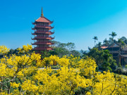 Lifestyle - Ngẩn ngơ trong sắc vàng của loài hoa phượng vàng giữa thành phố Bảo Lộc