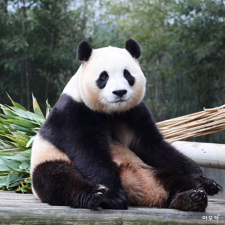 Hàng nghìn fan xếp hàng 6-7 tiếng, khóc không ngừng trong ngày cuối gặp amp;#34;công chúa tài phiệtamp;#34; Fubao - 7