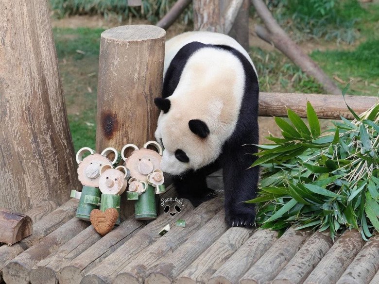 Quà của Fubao. Từ bé đến lớn, bé đều được 2 ông làm cho những món đồ chơi handmade không đụng hàng. (Ảnh: Instagram grace_bao.f)