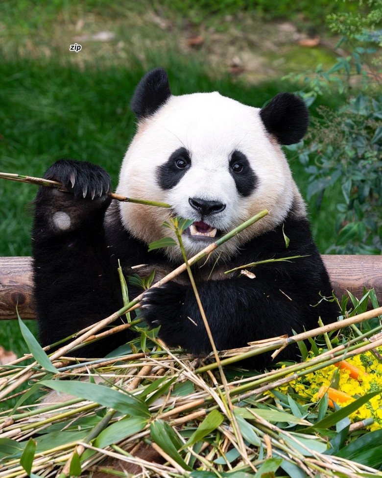 Fubao là gấu trúc đầu tiên sinh ra ở Hàn Quốc. (Ảnh: Instagram fubao_zip)