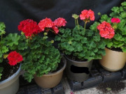 Nhà đẹp - Loại hoa “hạnh phúc” này nở hơn 200 ngày, cắm một cành vào đất 1 tháng sau liền bén rễ