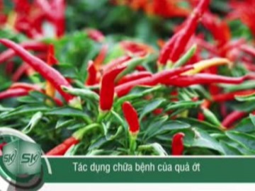 Tác dụng chữa bệnh của quả ớt