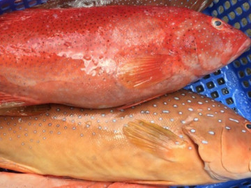 Loại cá xưa có đầy ít người biết, giờ thành đặc sản nổi tiếng Phú Quốc, tận nửa triệu đồng/kg