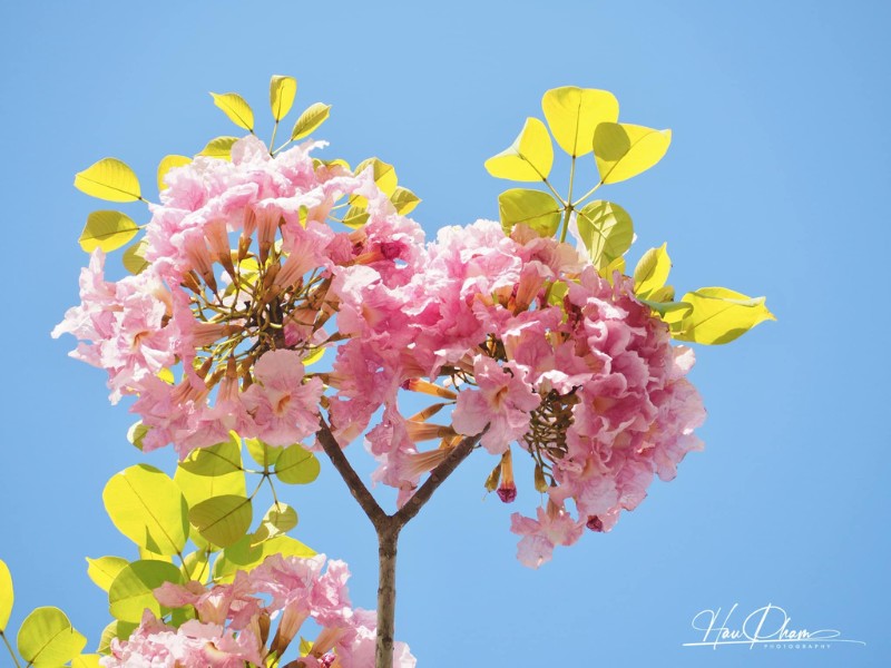 Đường hoa kèn hồng Sóc Trăng được cư dân mạng biết đến từ năm 2019 khi mùa hoa nơi đây lần đầu nở rộ. (Ảnh: Hau Pham)
