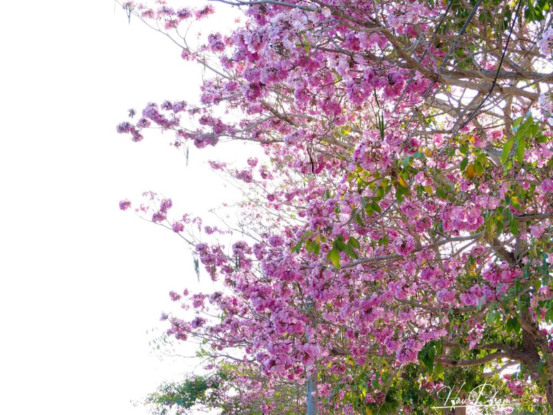 Do thời tiết năm nay nắng nóng nên cây kèn hồng ở Châu Thành nở hoa sớm hơn. Thường mọi năm, kèn hồng nở hoa rộ từ giữa tháng 3 nhưng năm nay cuối tháng 2, đầu tháng 3 đã nở hoa rực rỡ. (Ảnh: Hau Pham)
