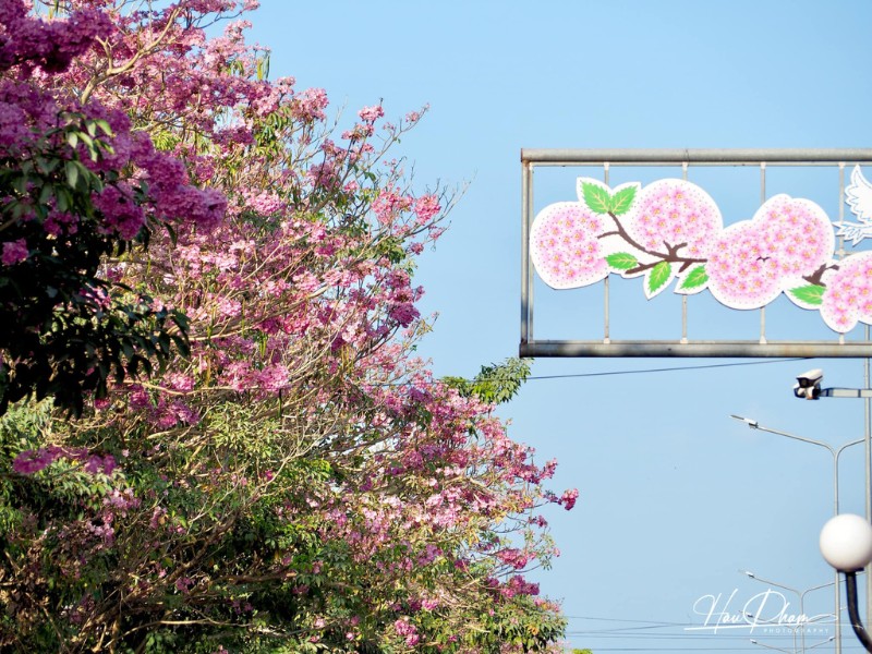Năm nay, do nắng nóng nên 282 cây kèn hồng hai bên đường vào khu hành chính huyện Châu Thành, Sóc Trăng nở hoa sớm, đang là điểm check-in lý tưởng cho người dân miền Tây. (Ảnh: Hau Pham)
