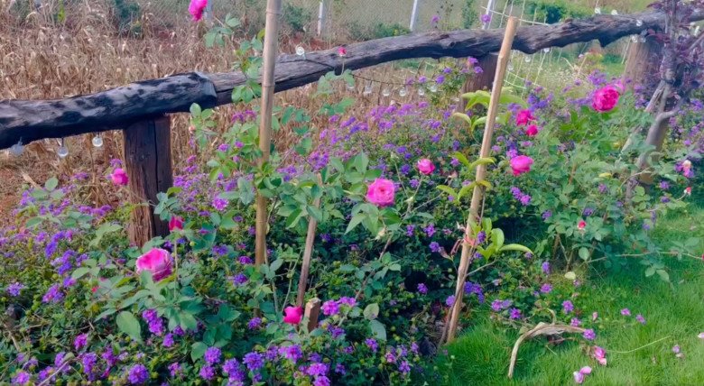 Giữa khí hậu ôn hòa của Đà Lạt, đôi khi hoa không cần phải chăm sóc quá nhiều. Nữ ca sĩ chia sẻ: Những em bông hồng tự lớn. Thấy thương quá trời.