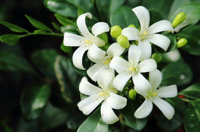 Cây này nở hoa 200 ngày mỗi năm, thơm gấp 8 lần hoa quế, trồng trước nhà giúp trừ xui cầu may - 3