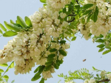 Nghề lạ ở Việt Nam: Trồng thứ cây từng mọc bờ bụi có hoa bán 200.000 đồng/kg, chăm nhàn tênh vẫn lãi to