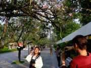 Lifestyle - Thích thú check-in với hoa ban trên cung đường bình yên nhất Hà Nội