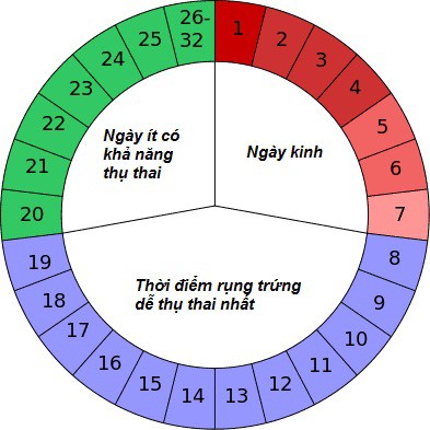 Khả năng mang thai đặc biệt cao vào ngày rụng trứng và 3 ngày trước đó.