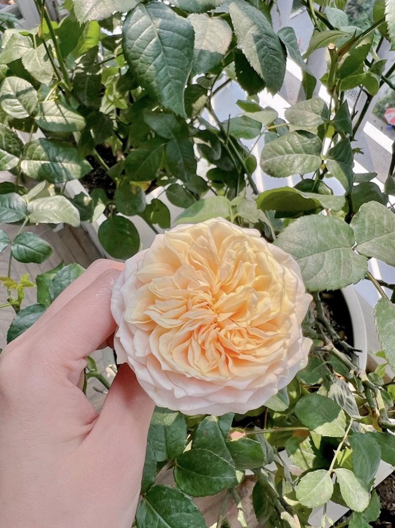Trông đó có có hồng Masora - một giống hoa hồng bụi màu vàng mơ, cánh kép, hương thơm, siêng hoa và có thể ra hoa quanh năm.