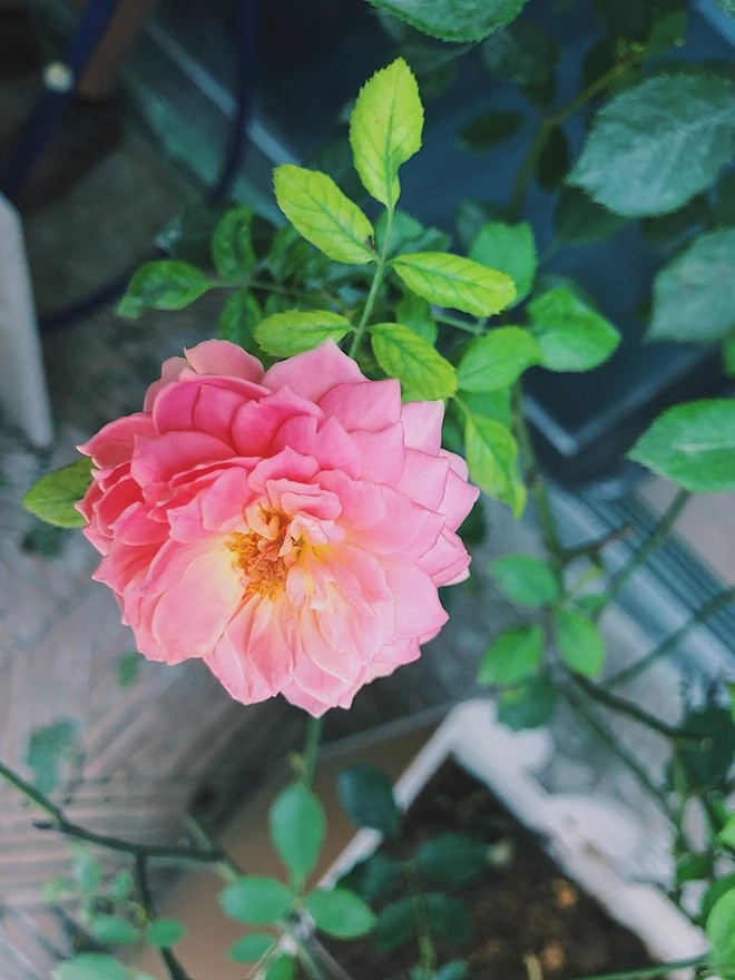 Khu vườn xanh mát mắt trong căn hộ chung cư của BTV VTV Diệp Chi, trồng cả hoa cẩm tú cầu xinh đẹp - 14