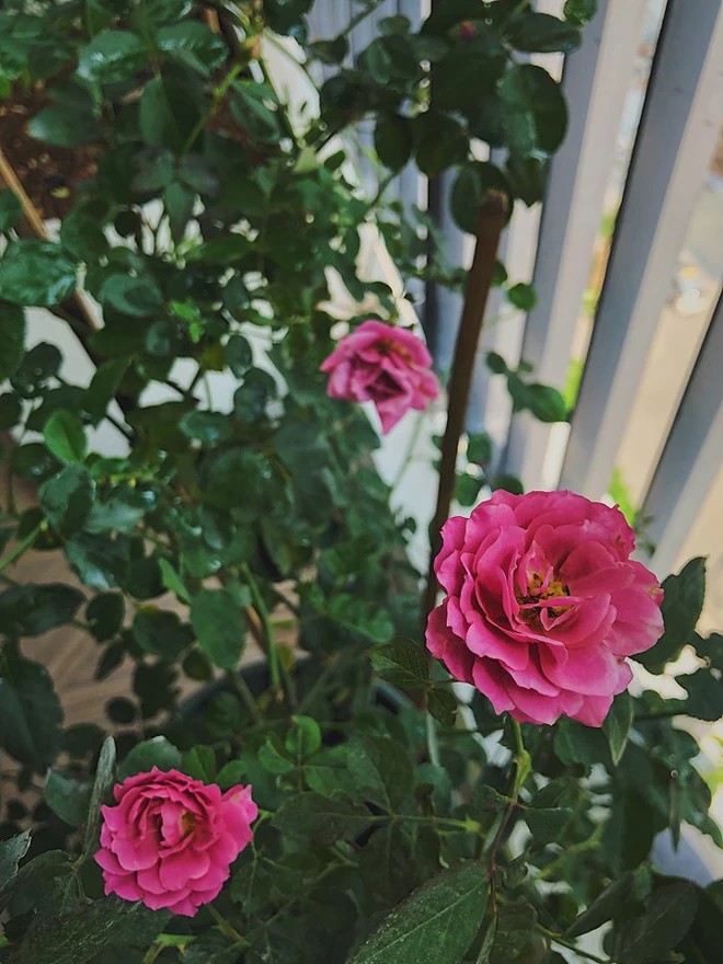 Trồng hoa hồng ở chung cư như Diệp Chi vừa dễ lại vừa khó. Bởi hoa hồng là loại cây thích hợp sống trong điều kiện thoáng gió và có nhiều ánh nắng.