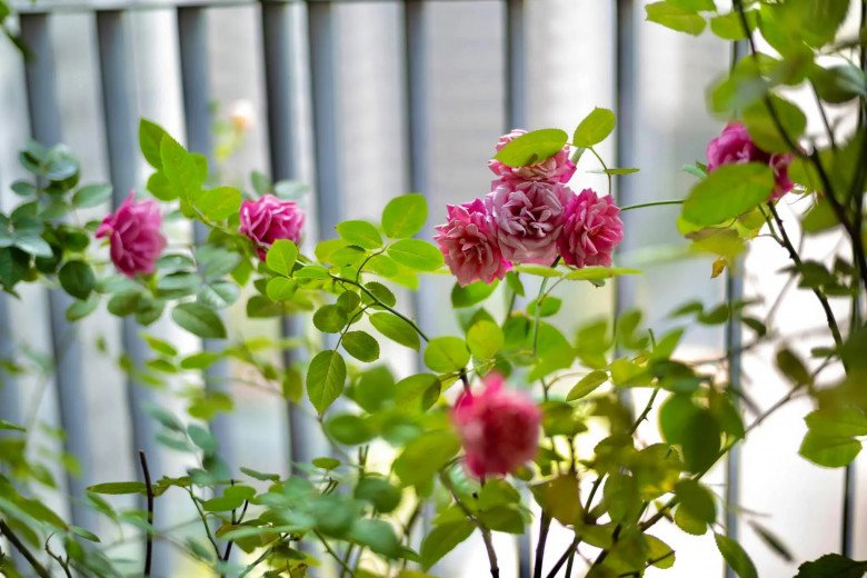 Trước kia, BTV sinh năm 1986 từng đăng tải hình ảnh hoa hồng ngoài ban công nhà mình. Cô trồng nhiều giống hồng khác nhau rất xinh xắn.