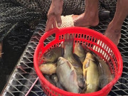 Loại cá có mùi thơm đặc biệt trở thành đặc sản nổi tiếng, giá đắt đỏ nhưng ai cũng muốn thưởng thức