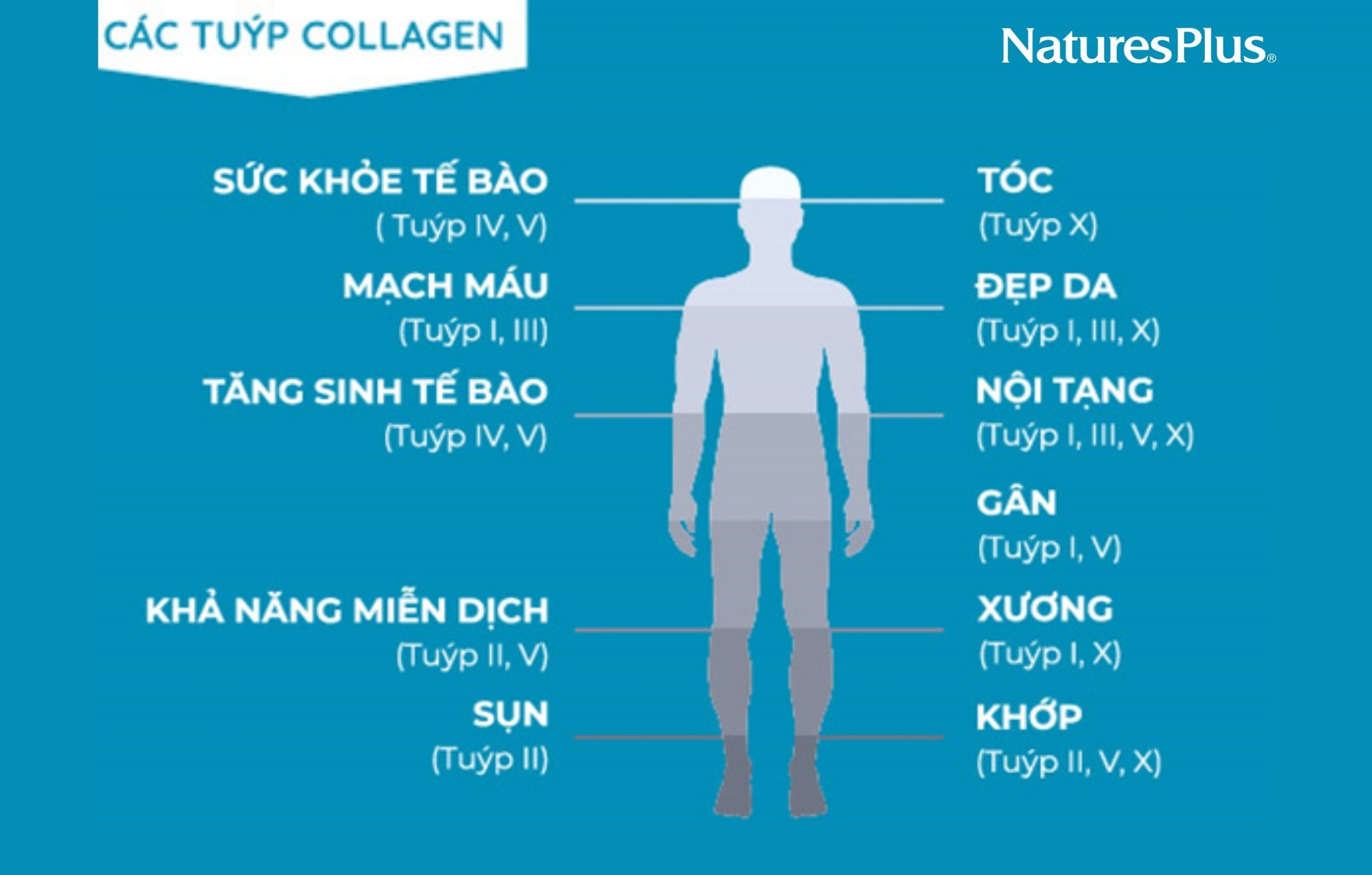 Công dụng các tuýp collagen chính trong cơ thể