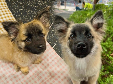 Chú chó bị bỏ rơi bỗng hot trên mạng xã hội nhờ đặc điểm lạ