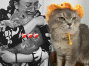 Chú mèo tên Cáo nổi tiếng MXH Việt đột ngột qua đời