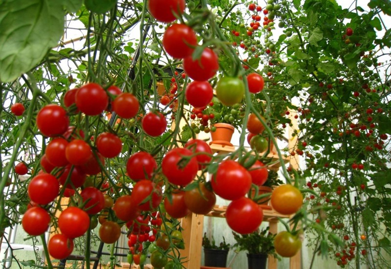 Ngoài ra, bạn có thể gieo trực tiếp hạt cà chua vào chậu rồi sau đó tỉa bớt cây. Cần tưới nước thường xuyên trong thời kỳ sinh trưởng, cắt bỏ các chồi bên ở cành để kích thích cây ra quả nhiều hơn.
