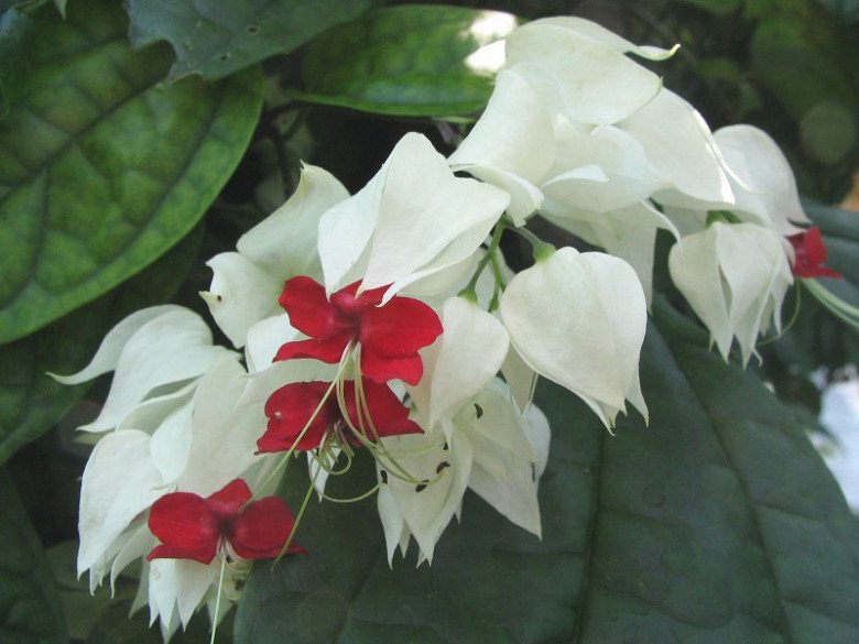 Loài hoa kiêu sa này nở quanh năm, trồng một cây gia đình thịnh vượng, gặp nhiều may mắn - 3