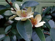 Nhà đẹp - Loài hoa này càng về đêm càng thơm, sẽ chinh phục được người khó tính nhất, trồng một cây còn mang tới điềm lành