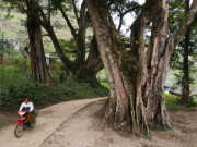 Clip Eva - Cụm đa cổ thụ hiếm trong ngôi làng trăm tuổi ở Hà Giang