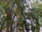 Lifestyle - Loại quả trồng làm cảnh, giờ thành món đặc sản giải nhiệt mùa hè ở miền Tây, dân thành phố yêu thích