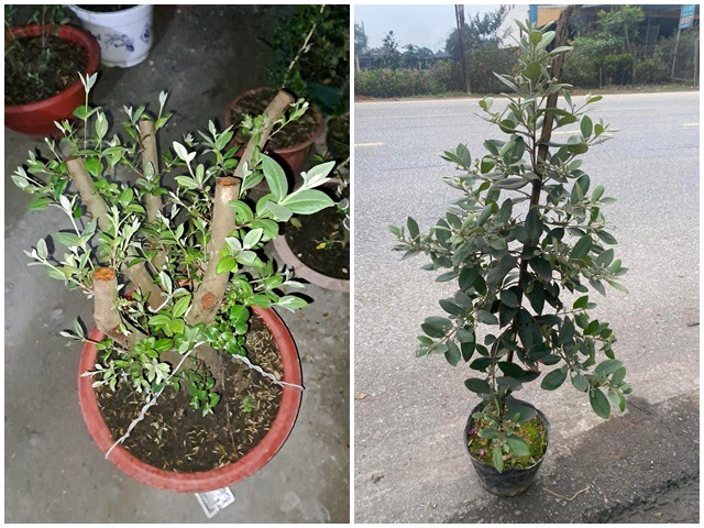 Những cây sim bonsai được rao bán với giá 500-600 nghìn đồng/chậu